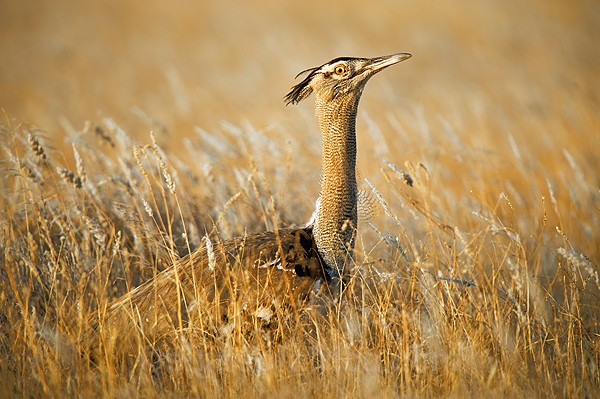 Kori Bustard Shaba, Kenya
