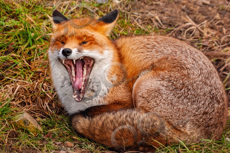 fox vulpes vulpes-4010 - UK Wildlife