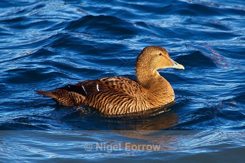 Eider (female) - Eider