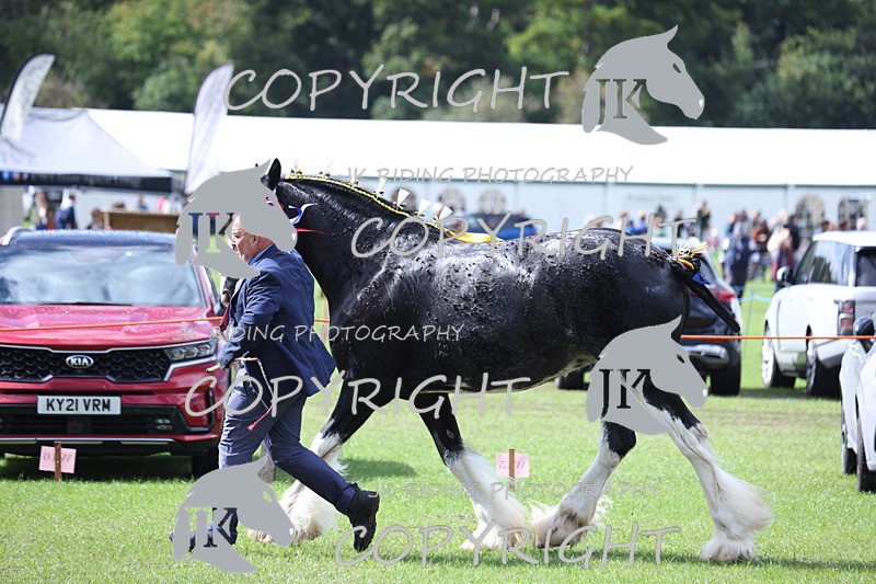 APP_3400 - Class 5 In Hand Championship