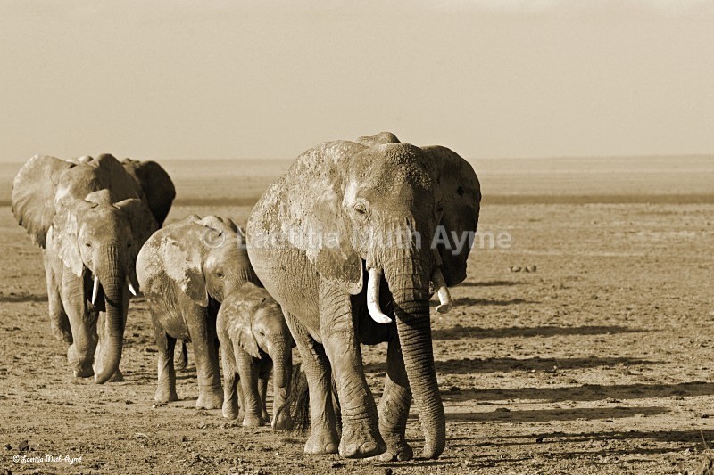 _M7B0128 Amboseli - Elephants