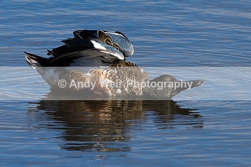 20121001-_MG_0705 - Shoveler