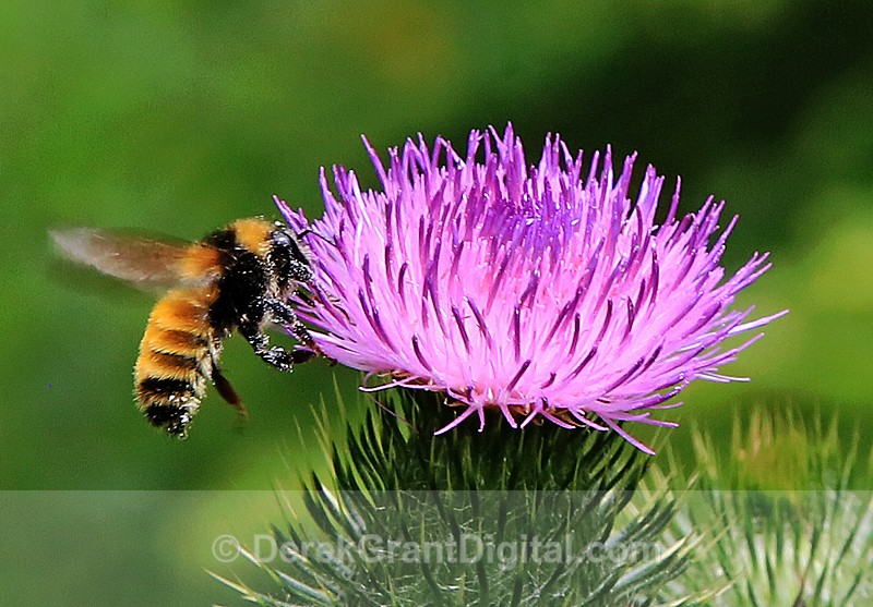 Northern Amber Bumble Bee on Thistle