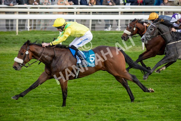 111024-Race 4-End Of Story-6925 - Race 4 3.10pm Parsonage Hotel And Cloisters Spa Nursery Handicap