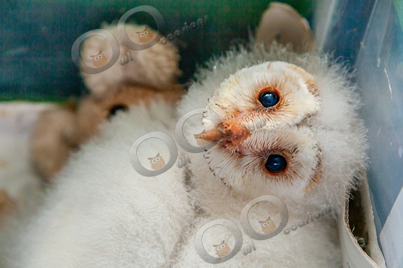 barn owl tyto alba-9936 - Owls of the World