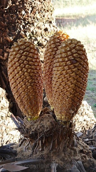 Cycad Cones, Modjaji, Sth Africa - LANDSCAPES & TREES
