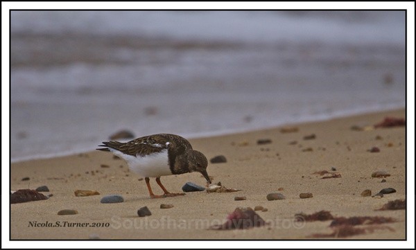 Turn Stone - Wildlife Wildlife
