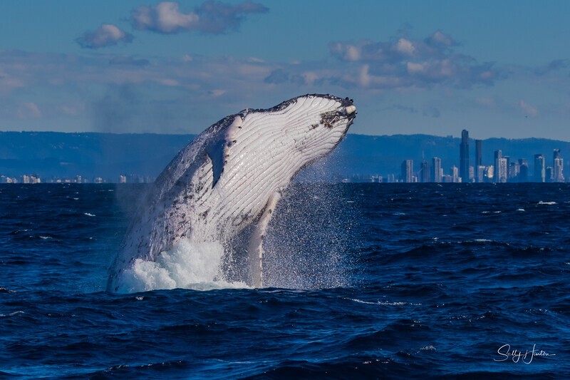 Humpback Breach into the wind 3. 0A3A2824 - 2025 Whales