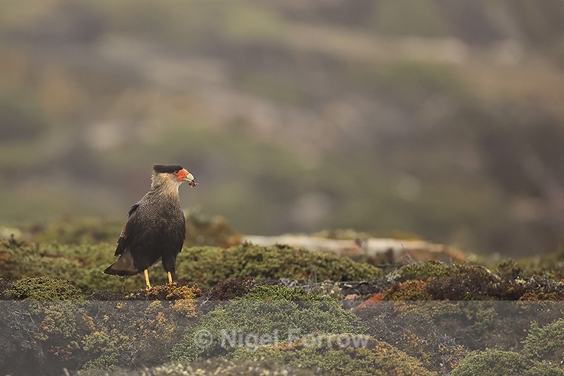 Crested Caracara with food, Saunders Island, Falklands - Crested Caracara