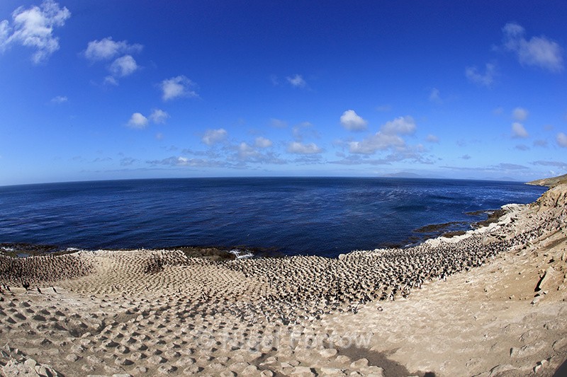 Imperial Shag colony, Carcass Island, The Falkland Islands - Falkland Islands