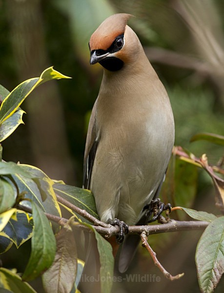WAXWINGS (ww 14) - THE WAXWING GALLERY