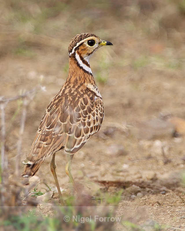 Three-Banded (Heuglin's) Courser - Heuglin's (Three-Banded) Courser