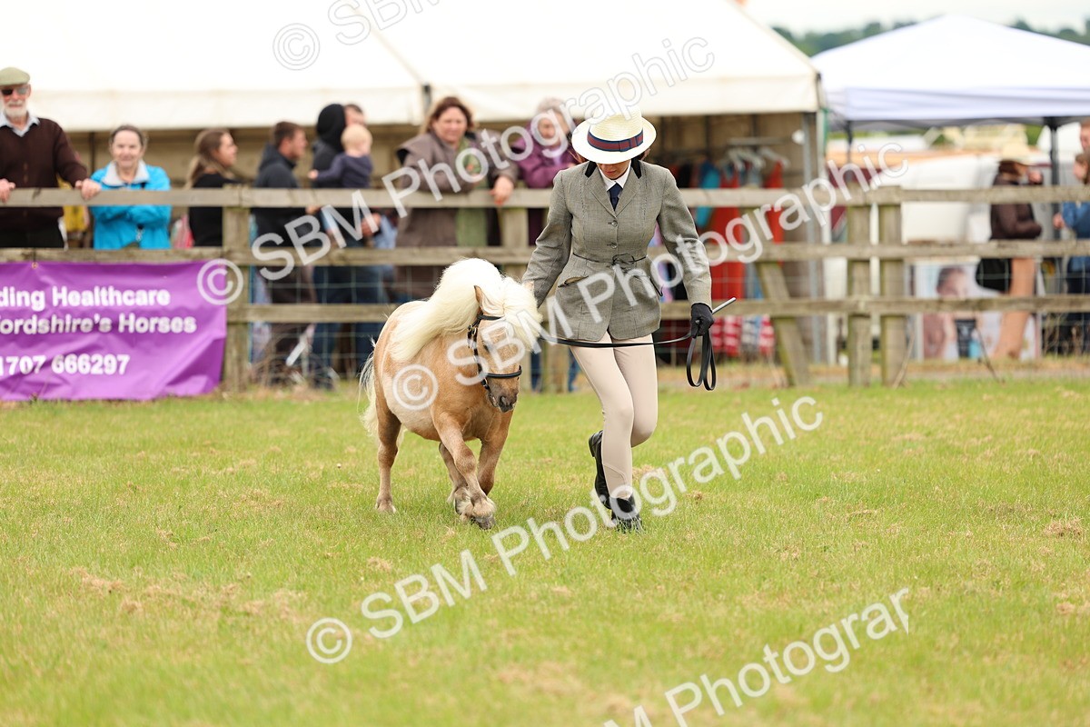 SBM_04455 - Class 64-67 - Shetland Pony In Hand