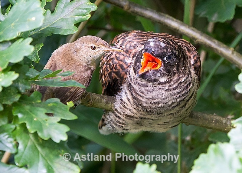 Astland Photography, Bird and Wildlife Images, Susan and Peter Wilson, U.K.