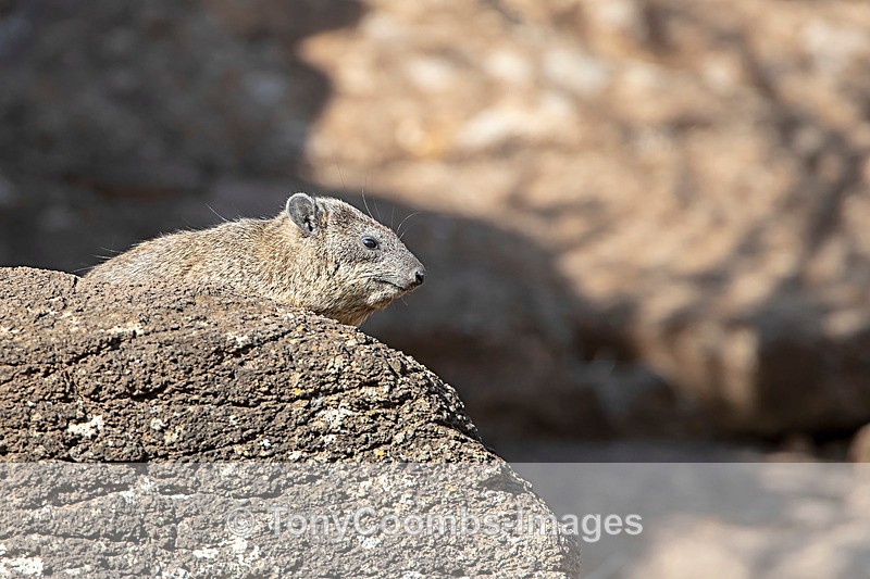 Rock Hyrax - Lewa ~ Other Mammals