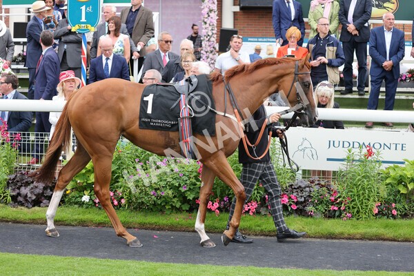 yr18082021r6-3 - Race 6 4.45pm IRE-Incentive It Pays To Buy Irish Stakes