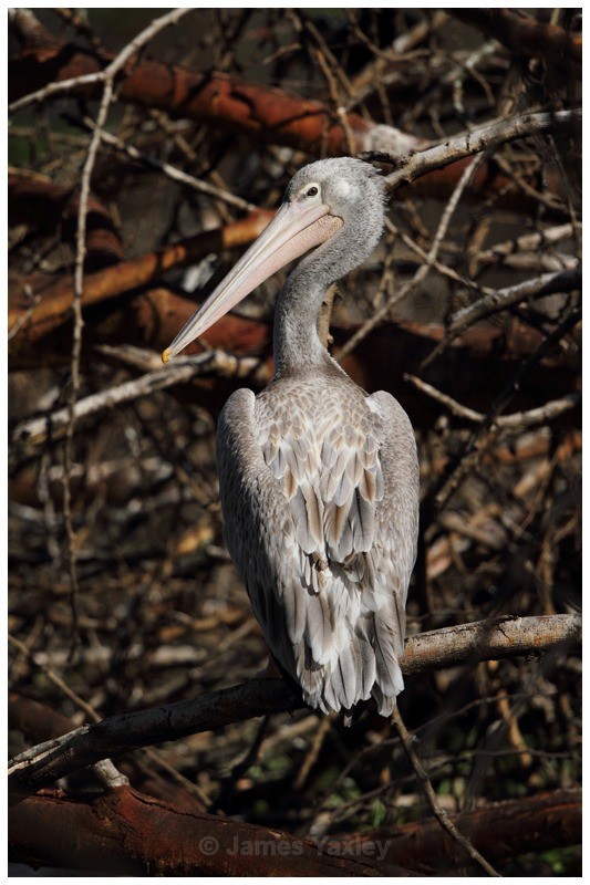 Spot Billed Pelican - Kenyan Safari 2013