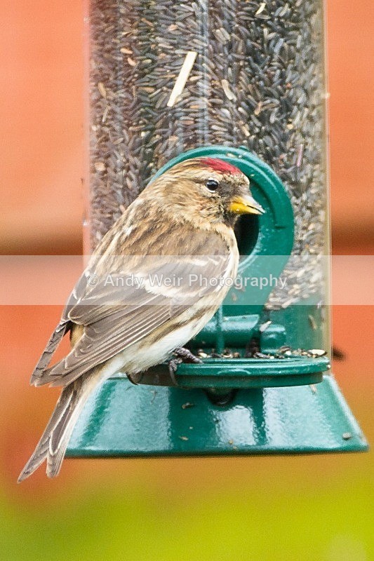 20120408-_MG_0260 - Redpoll