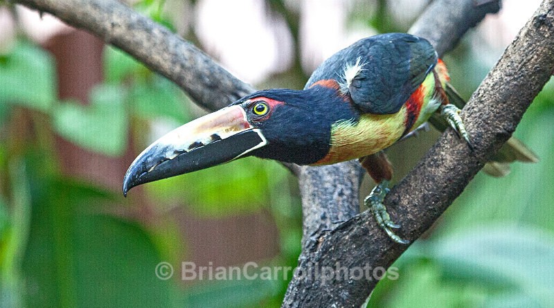 Collared Aracari Toucan, Costa Rica - Costa Rican Wildlife