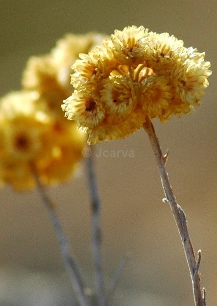 Twin Reflection - Flowers and Plants