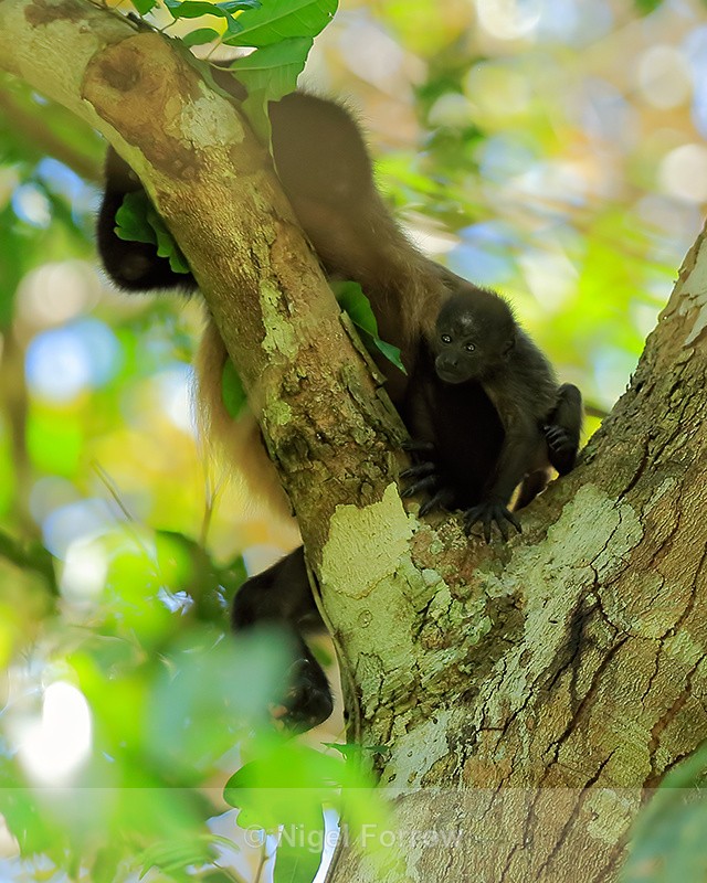 Baby Howler Monkey, Manuel Antonio, Costa Rica - Monkey