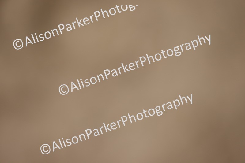 20260913-0420 - Class 121 - Young Handler 5-16