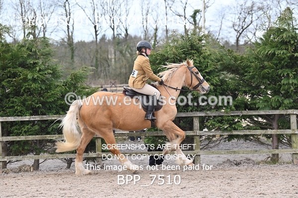 BPP_7510 - RING 1  (RIDDEN HORSES / IN HAND / VETERAN ETC)