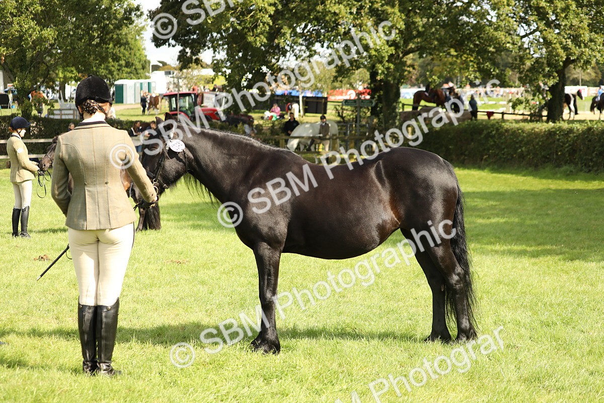 SBM_62820 - S46 - Mountain & Moorland In Hand Small Breeds