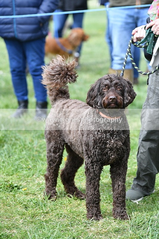 WJ5_9731 - Class 3 Most Handsome Dog
