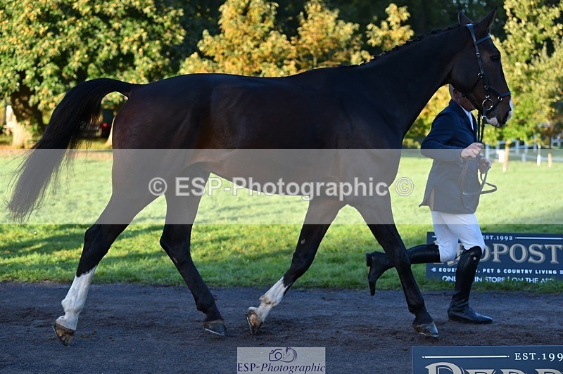 231022-085012-21390 - 644-HANDS.FREE-Alec.Miles-TrotUp+SJ