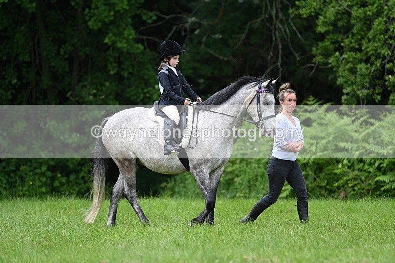 WJ7_3927 - Class 14A Handsome Gelding