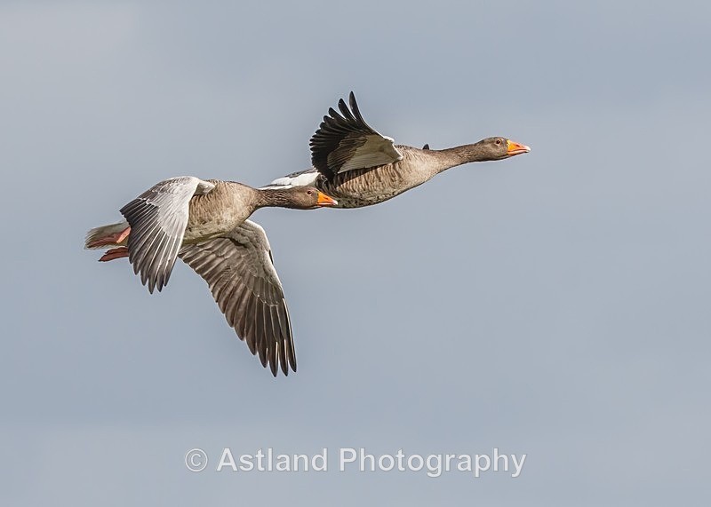 Astland Photography, Bird and Wildlife Images, Susan and Peter Wilson, U.K.