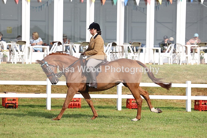 3E7A8221 - Class 2: Rising Star Large Hack/Riding Horse