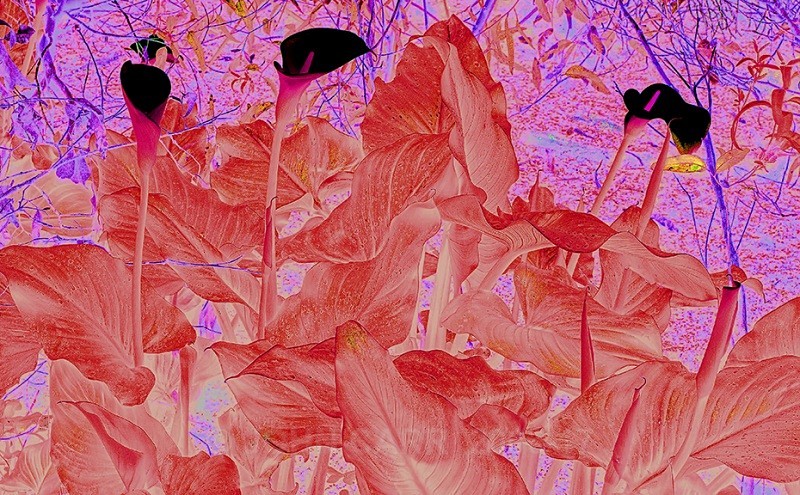 Red Lily HDR - TREES, FLOWERS AND PLANT PHOTOS