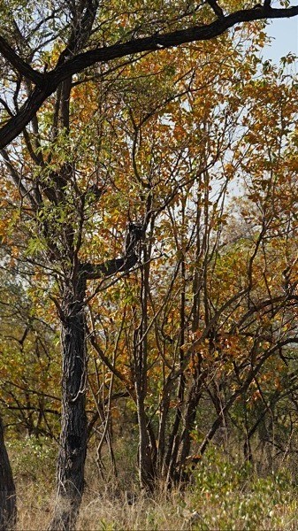 Mopane Trees In Autumn, Kruger Park, Sth Africa - LANDSCAPES & TREES