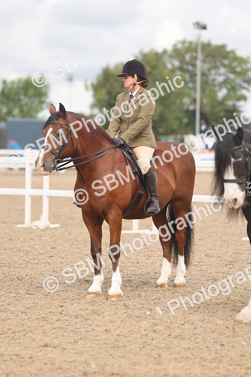 SBM_04480 - Class 18 - Handsomest Gelding (IH or Ridden)