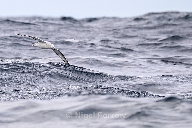 Southern Fulmar low over sea, South Africa - Southern Fulmar