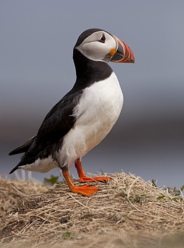 PUFFIN, ISLE OF MULL - PUFFINS, ISLE OF MULL