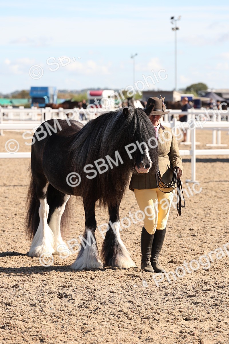 SBM_12914 - Class 206 - IH Non Show Type Pony