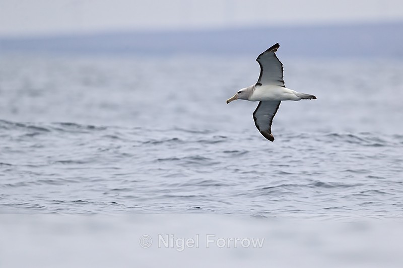 Salvin's Albatross low over sea, Chile - Salvin's Albatross