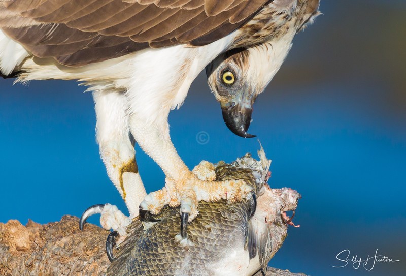 Osprey with Luderick 8