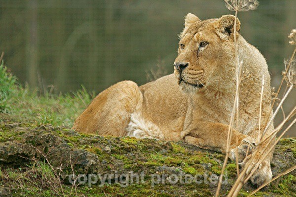 Asiatic lioness resting (Cotswold Wildlife Park) - Asiatic Lions