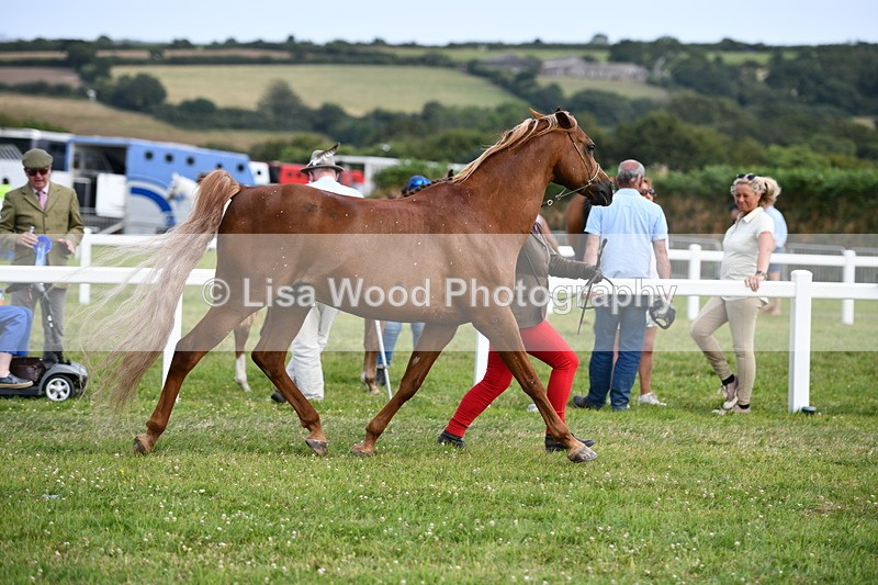 DSC_8451 - Class 69: Pure, Anglo & Part Bred In Hand Arab