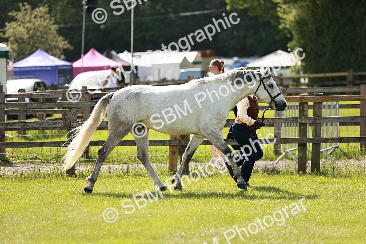 SBM_01703 - Class 14-23 - Mountain & Moorland In Hand Non Welsh
