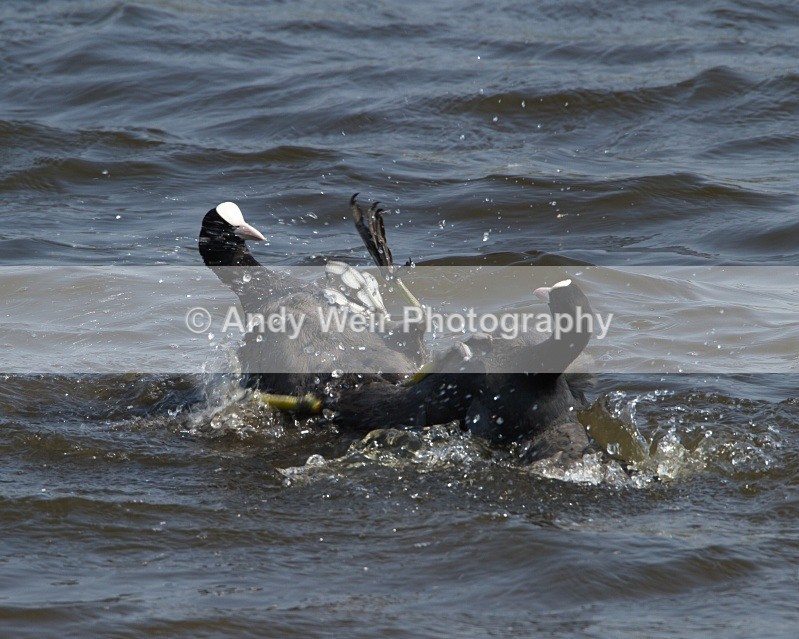 20110430-IMG_5225 - Rails & Coots
