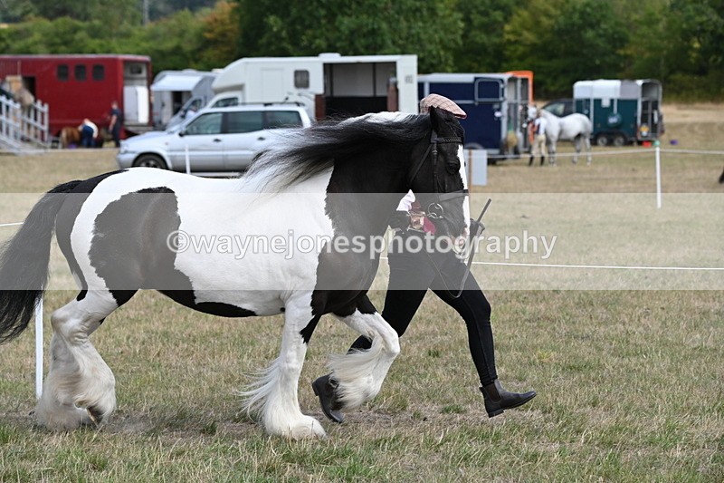 WJ6_6525 - Class 20 In-hand Cob