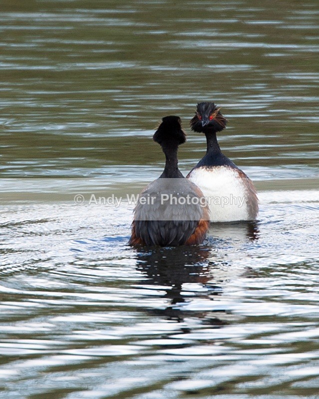 Black Necked Grebe Photograph