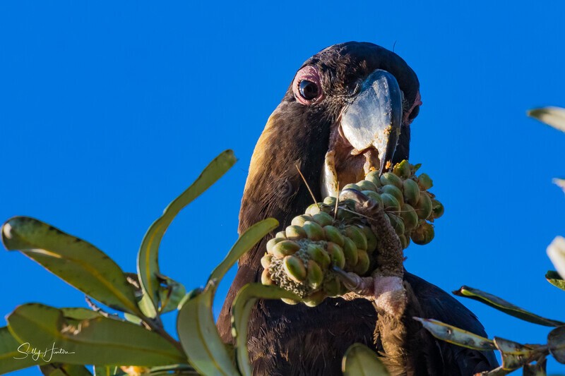 Yellow-tailed Black-cockatoo Male Eating 1 0A3A8505 - Black Cockatoos
