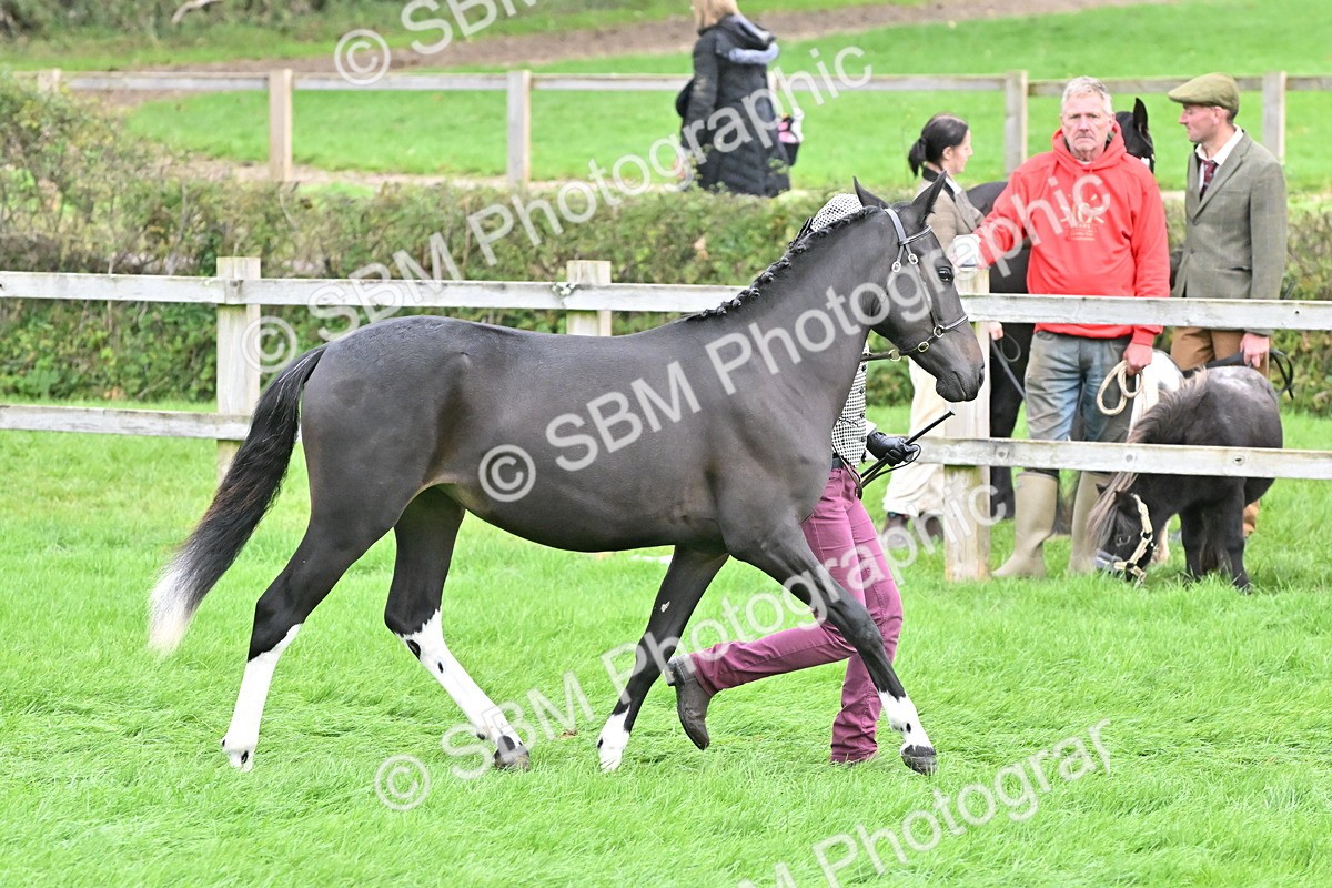 SBM_57544 - S46 - Part Bred Arab & Native Pony In Hand
