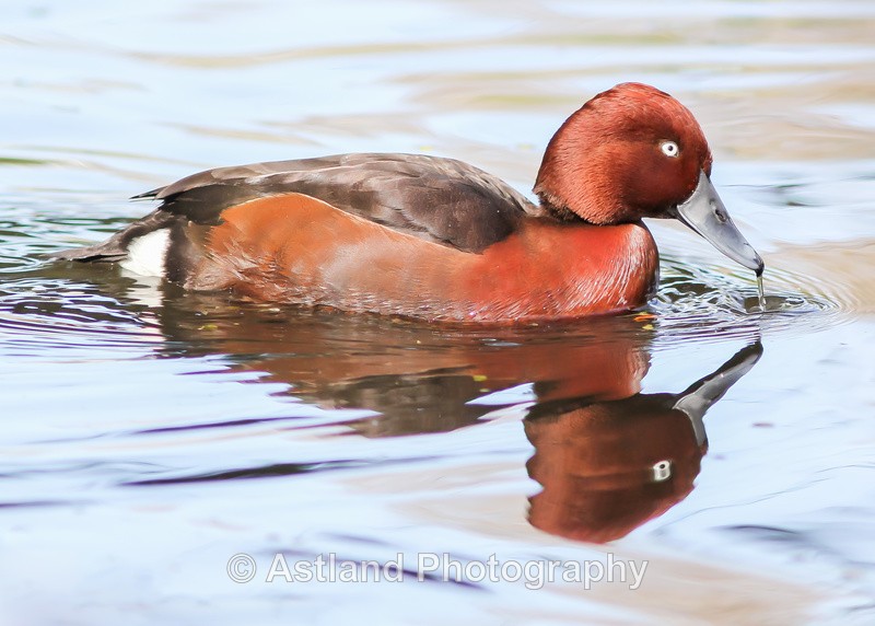 Astland Photography, Bird and Wildlife Images, Susan and Peter Wilson, U.K.